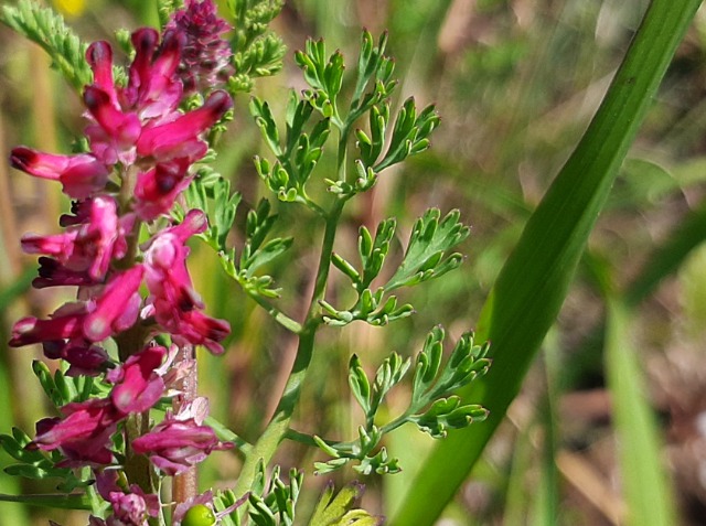 Fumaria officinalis
