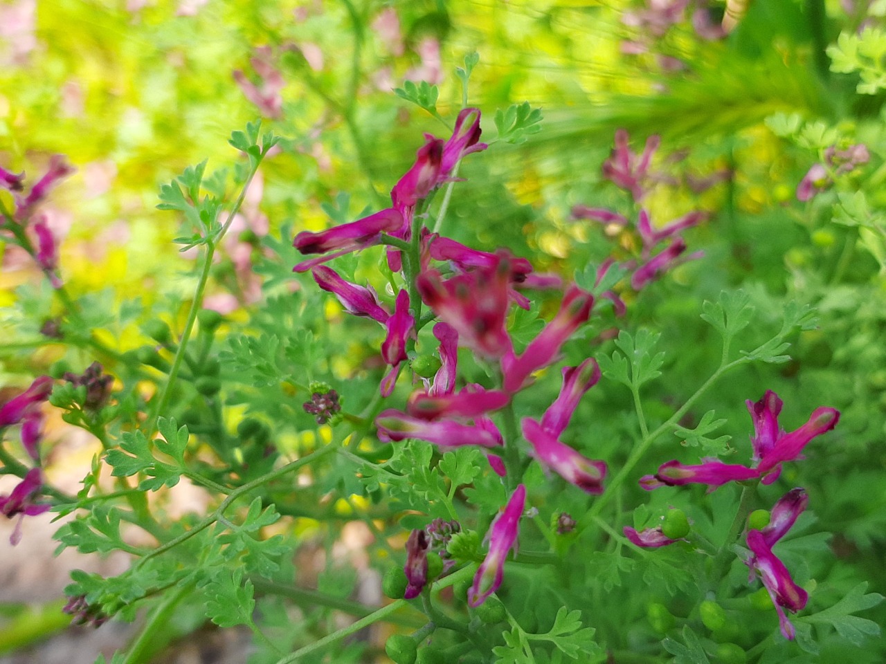 Fumaria officinalis