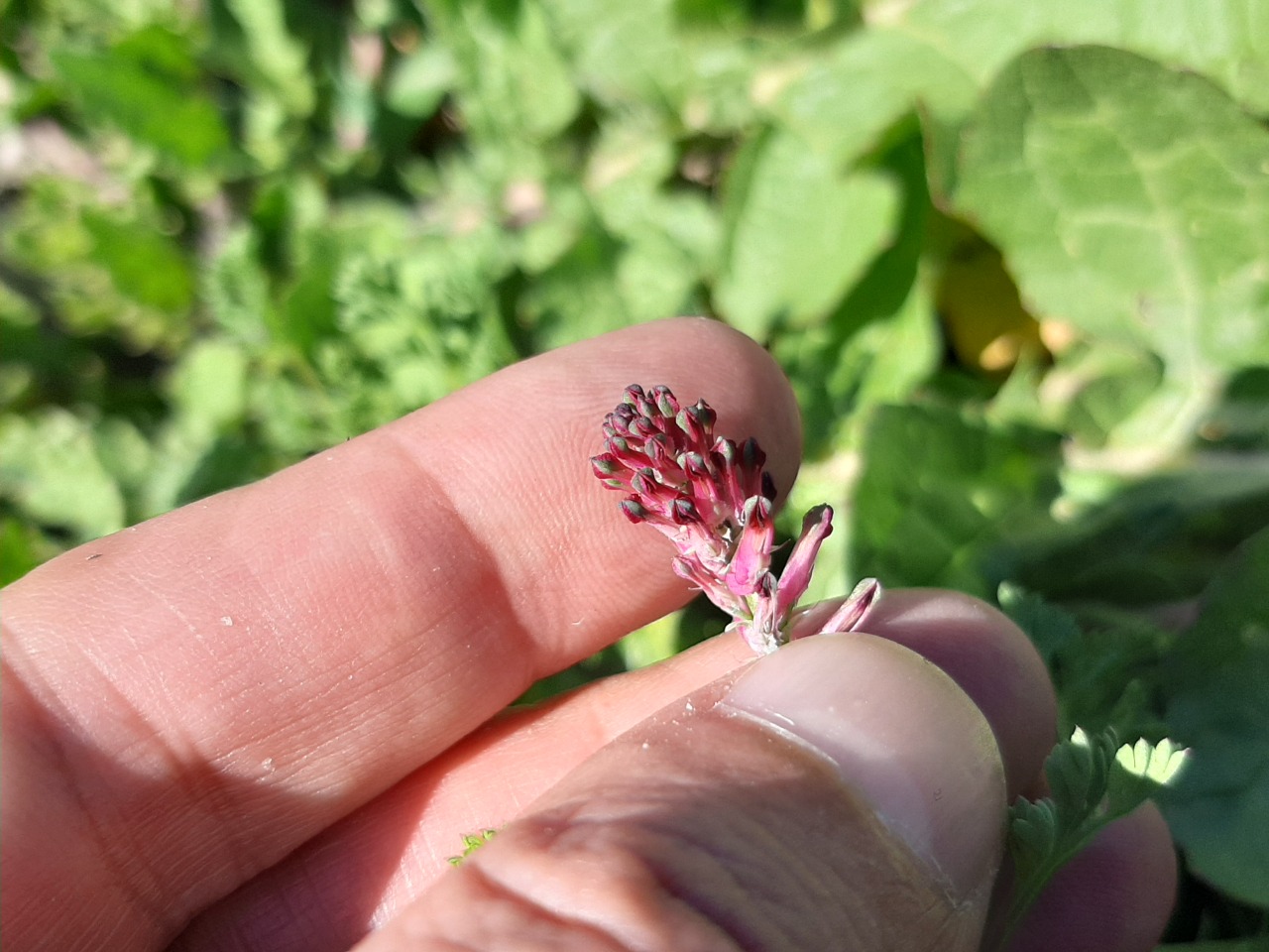 Fumaria officinalis