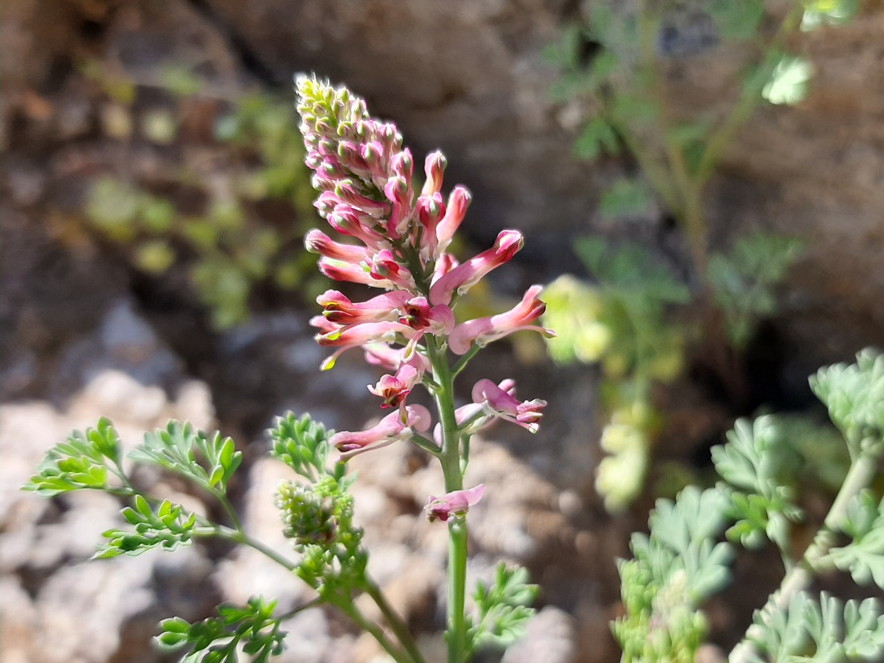 Fumaria officinalis