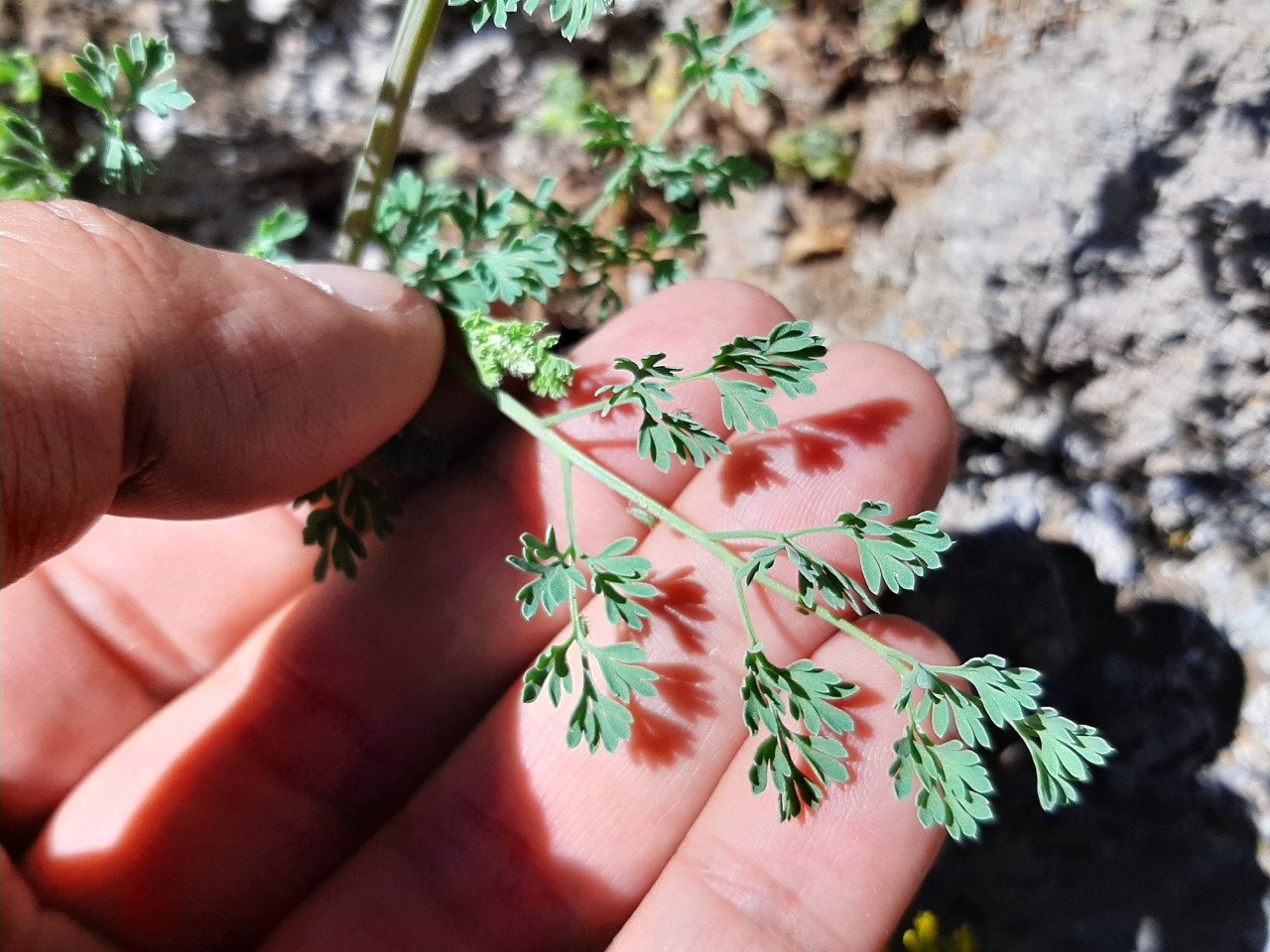 Fumaria officinalis