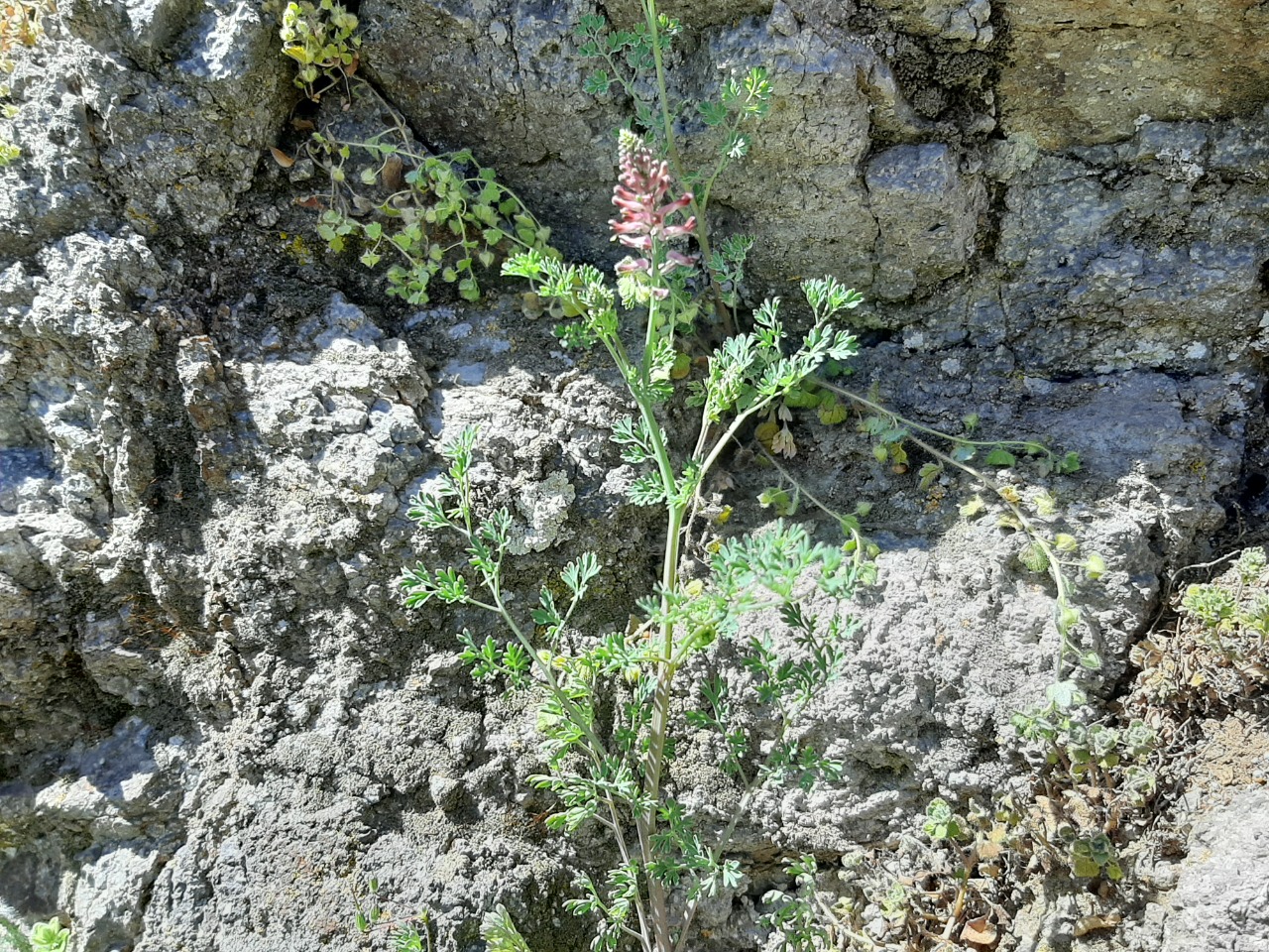 Fumaria officinalis