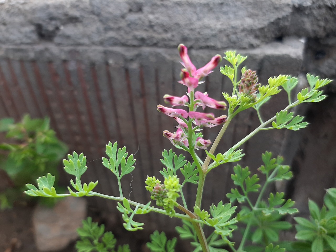 Fumaria officinalis