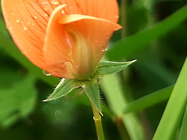 Lathyrus gorgoni