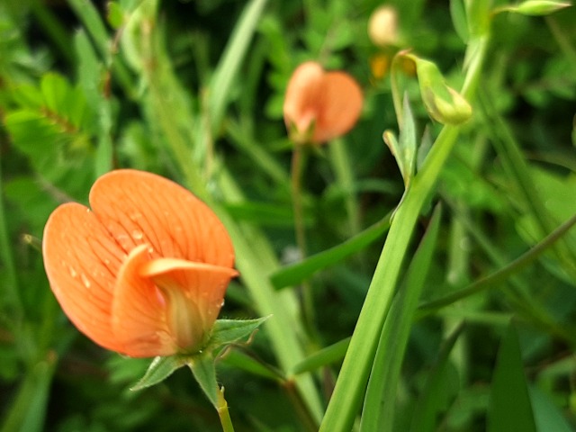 Lathyrus gorgoni