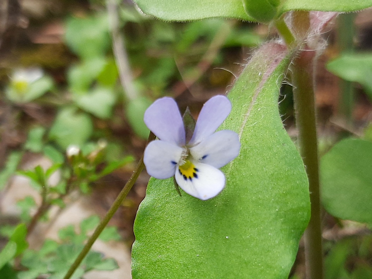 Viola heldreichiana