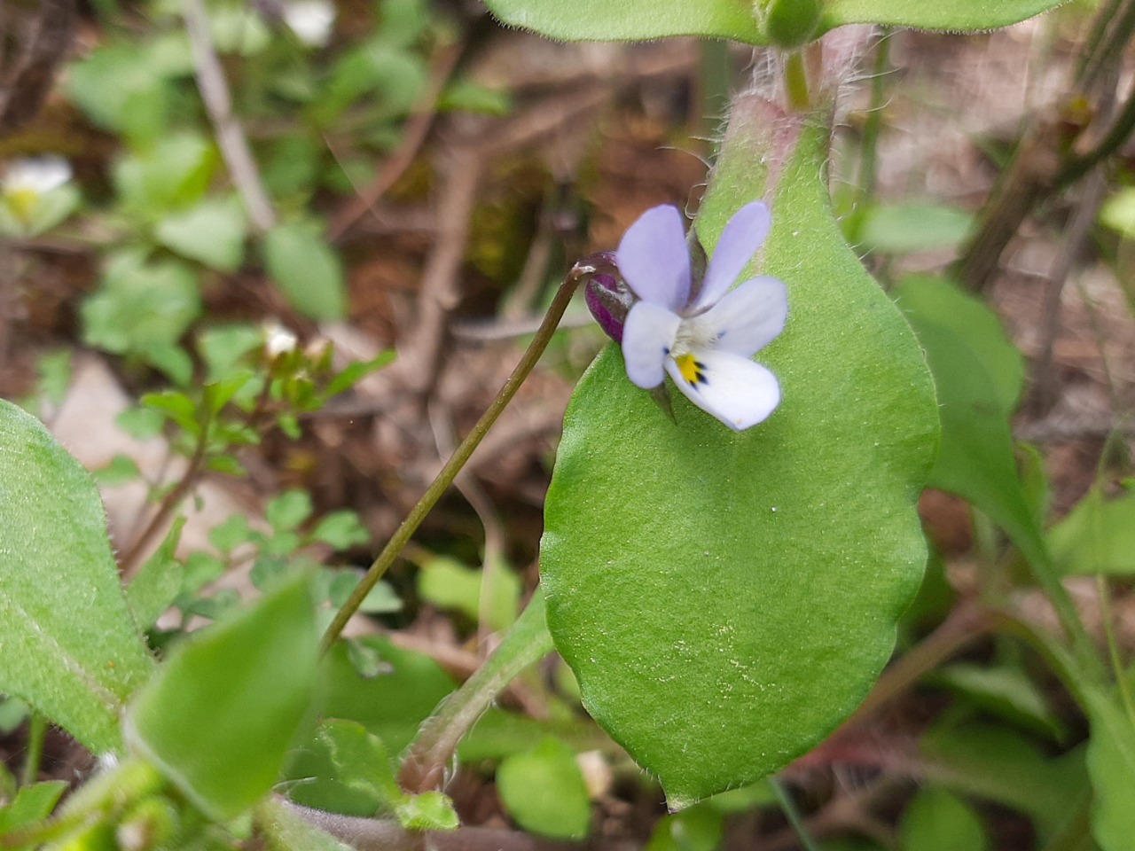 Viola heldreichiana