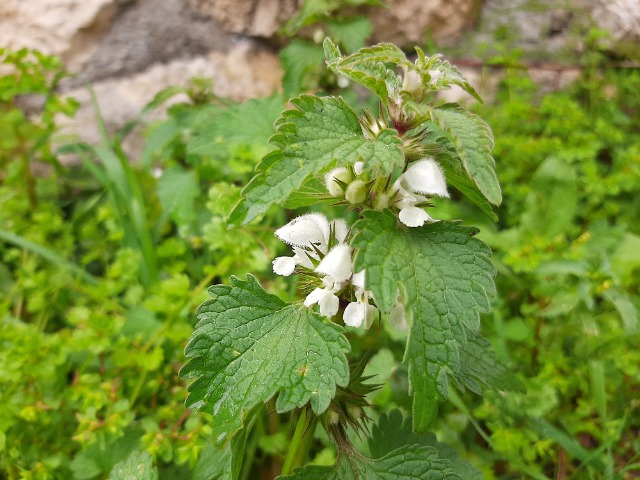 Lamium moschatum