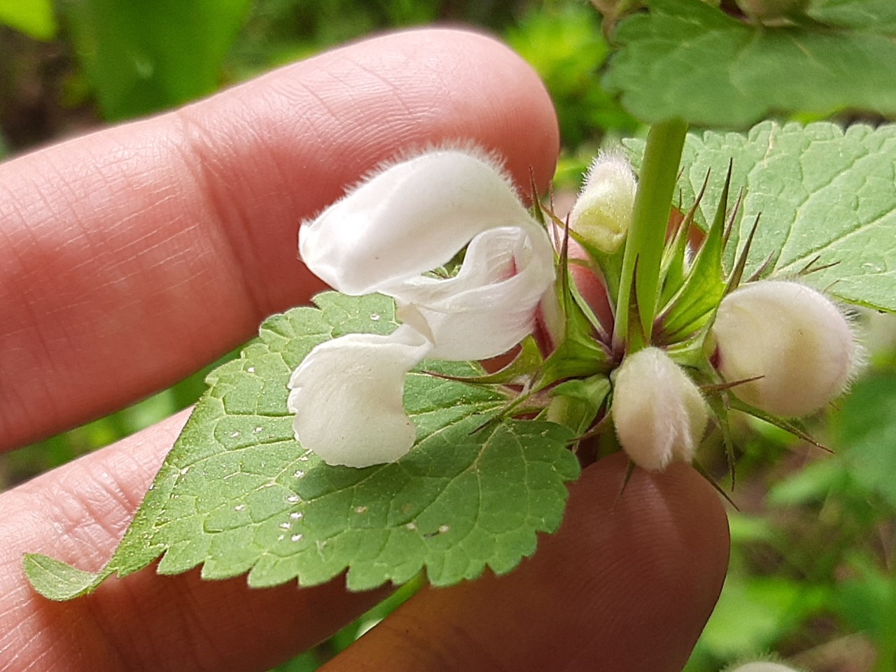 Lamium moschatum