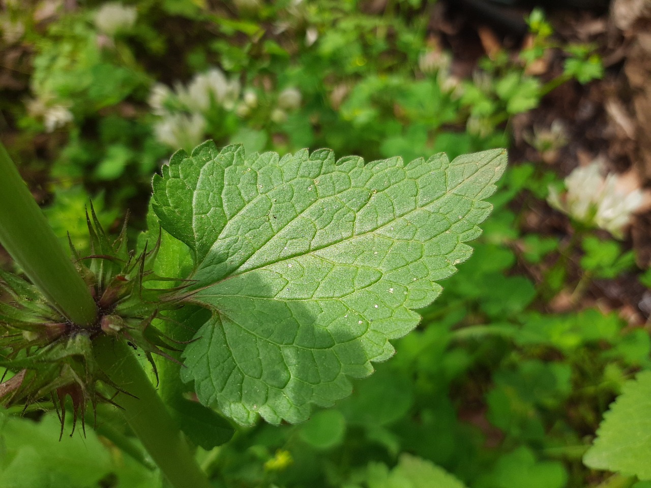 Lamium moschatum