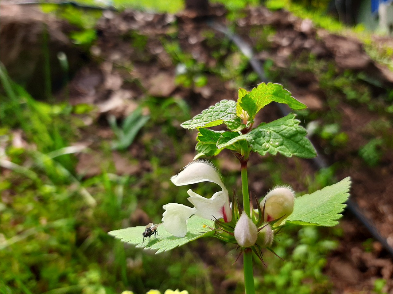 Lamium moschatum