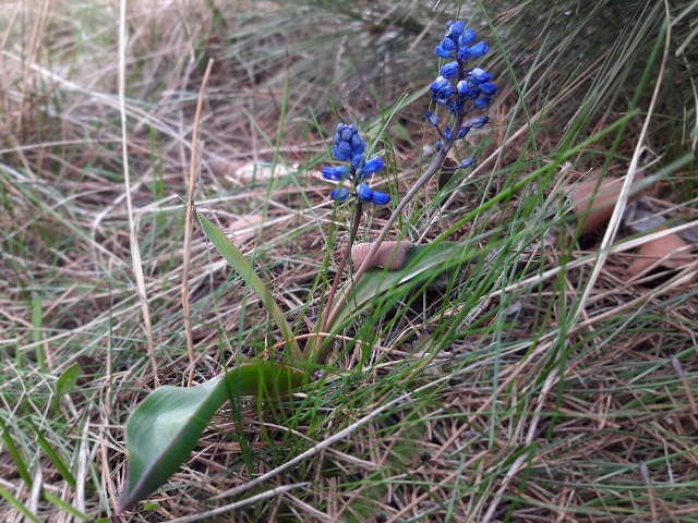 Hyacinthella glabrescens