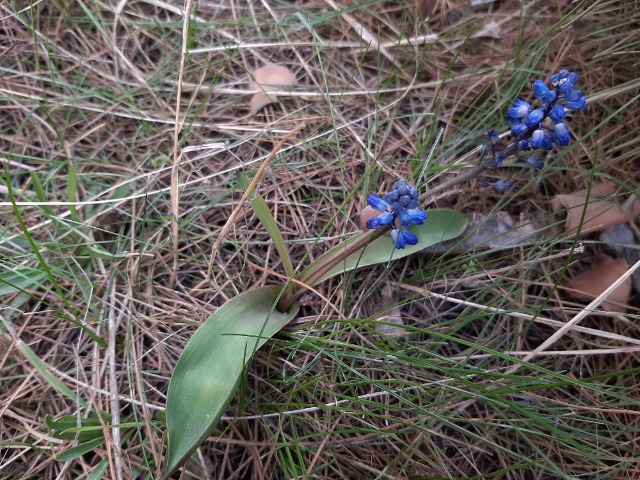 Hyacinthella glabrescens