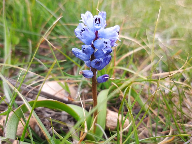 Hyacinthella nervosa