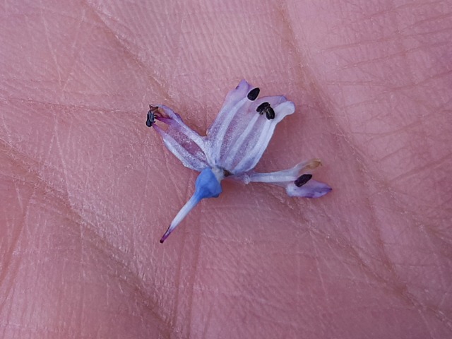 Hyacinthella nervosa