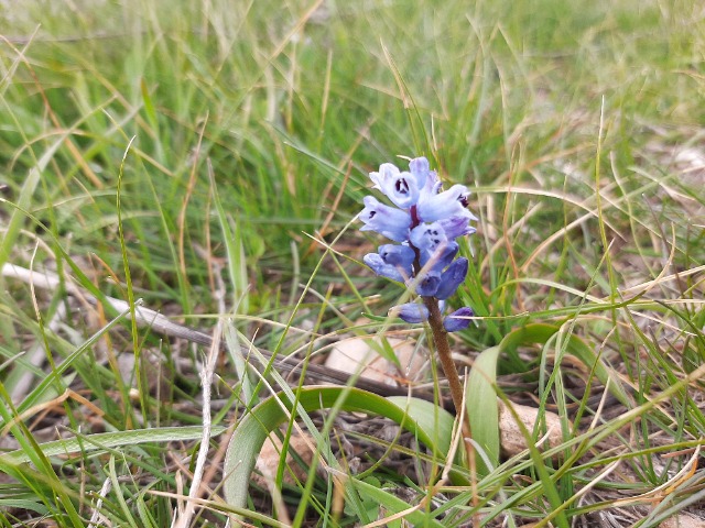 Hyacinthella nervosa