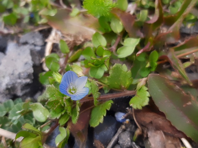 Veronica persica