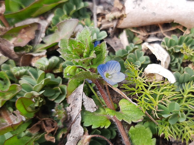 Veronica persica