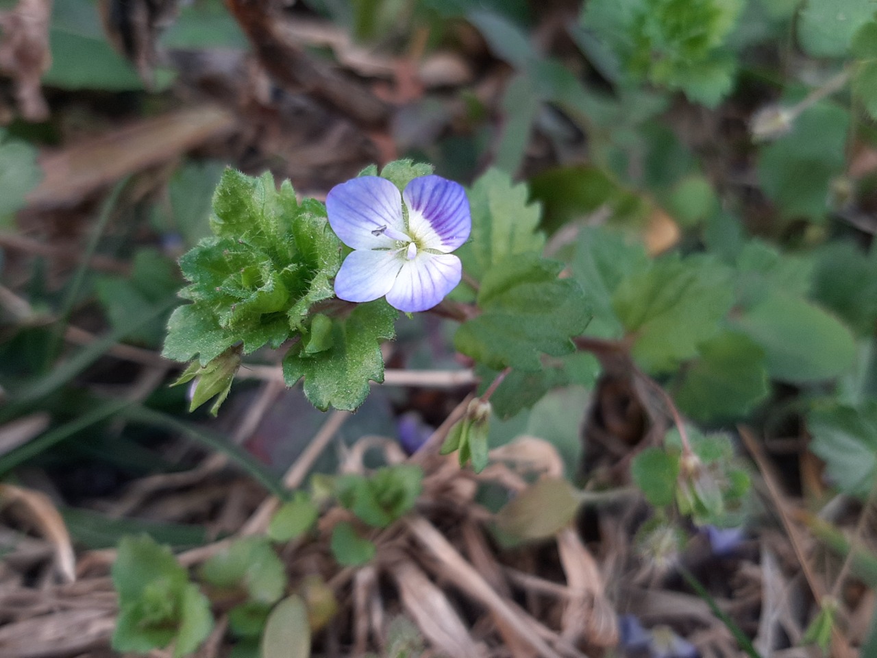 Veronica persica