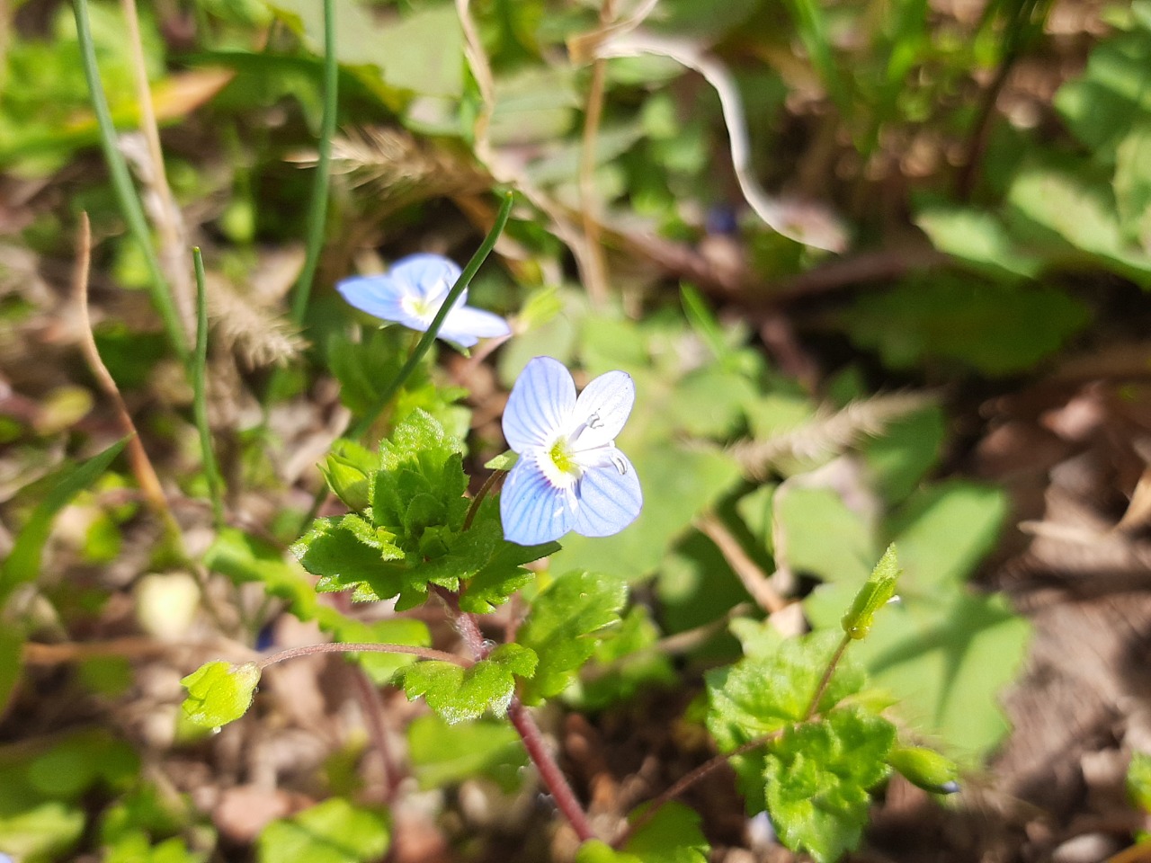 Veronica persica