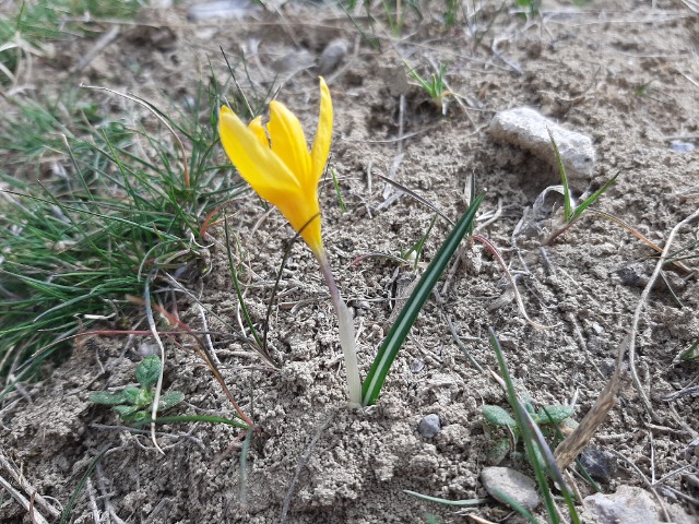 Crocus olivieri