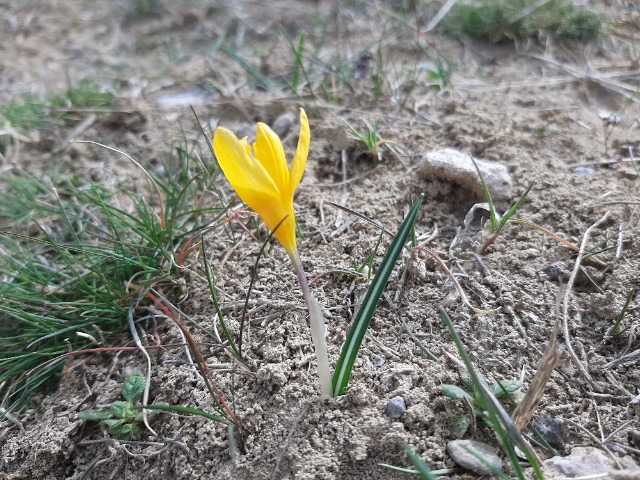 Crocus olivieri