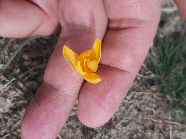 Crocus olivieri