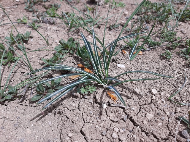 Crocus olivieri