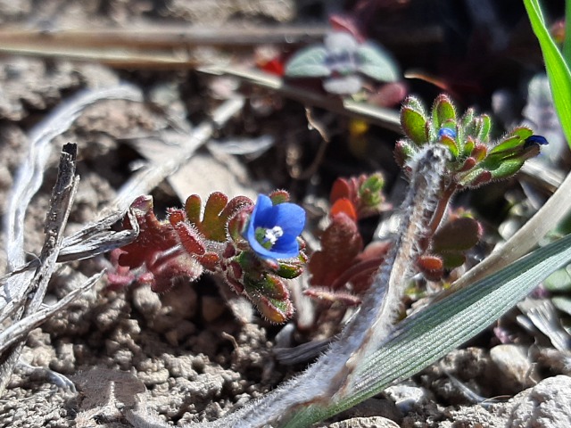 Veronica triphyllos