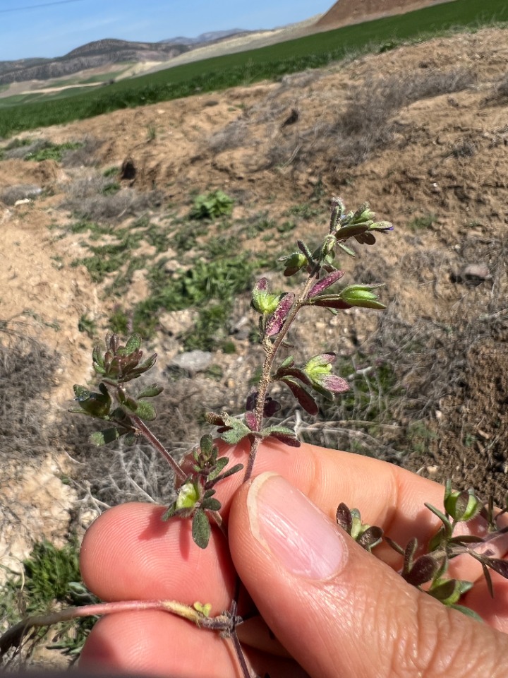 Veronica triphyllos