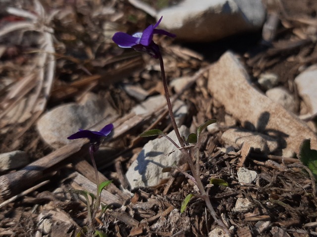 Viola kitaibeliana