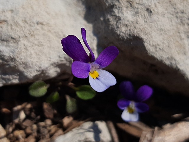 Viola kitaibeliana