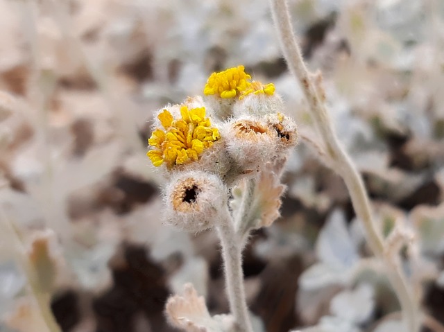 Tanacetum densum