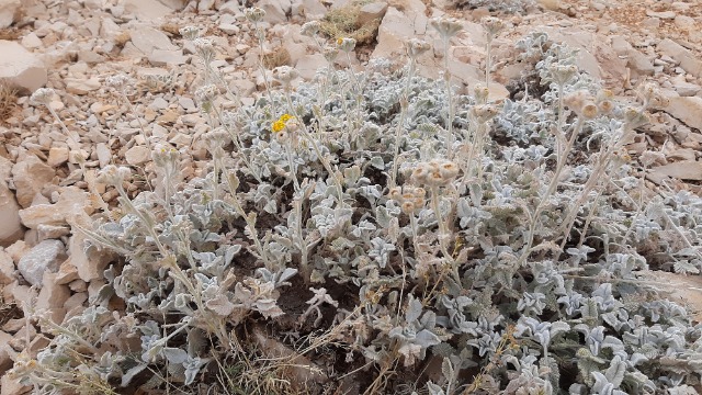 Tanacetum densum