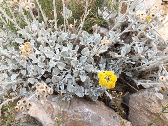 Tanacetum densum