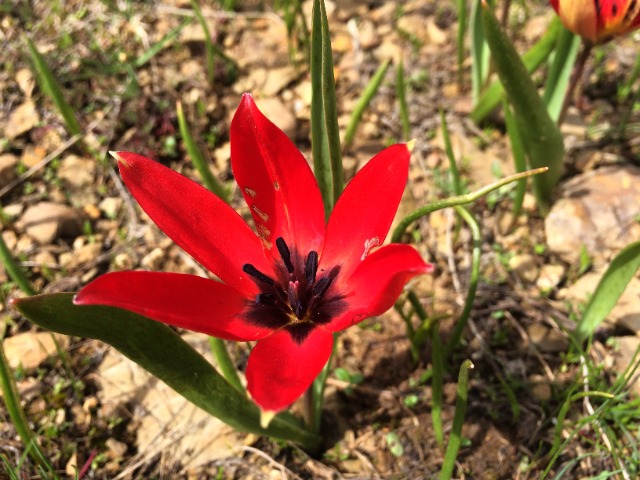 Tulipa orphanidea