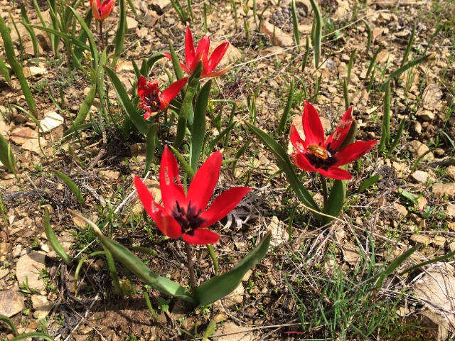 Tulipa orphanidea