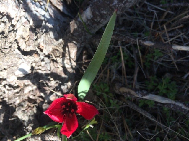 Tulipa orphanidea