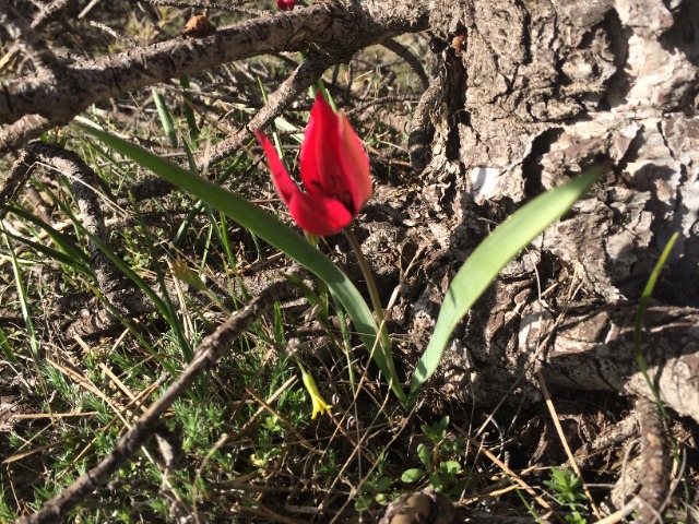 Tulipa orphanidea