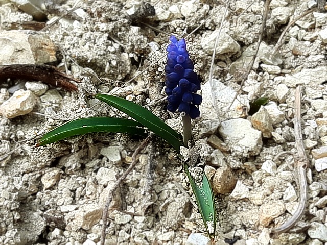 Muscari adilii