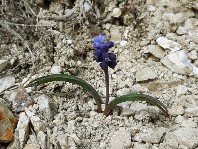 Muscari adilii