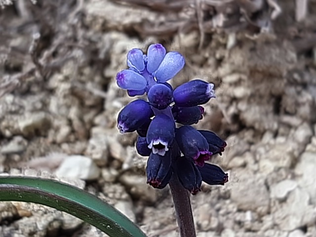 Muscari adilii