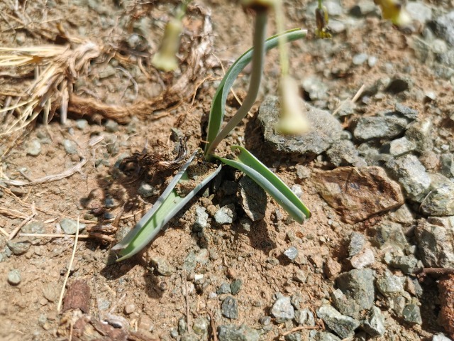 Muscari longipes