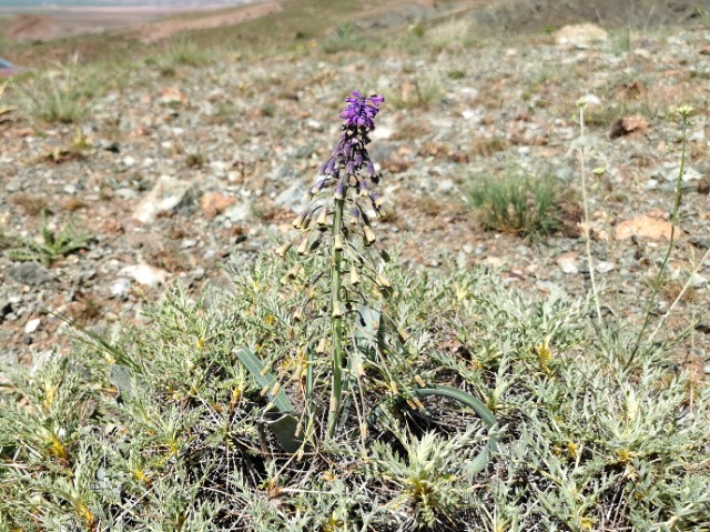 Muscari longipes