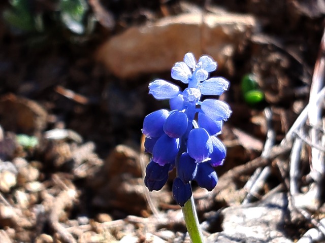 Muscari armeniacum