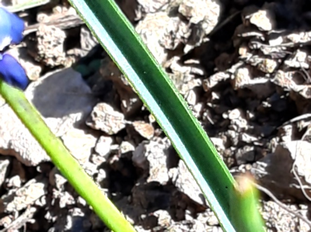 Muscari armeniacum