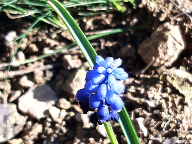 Muscari armeniacum