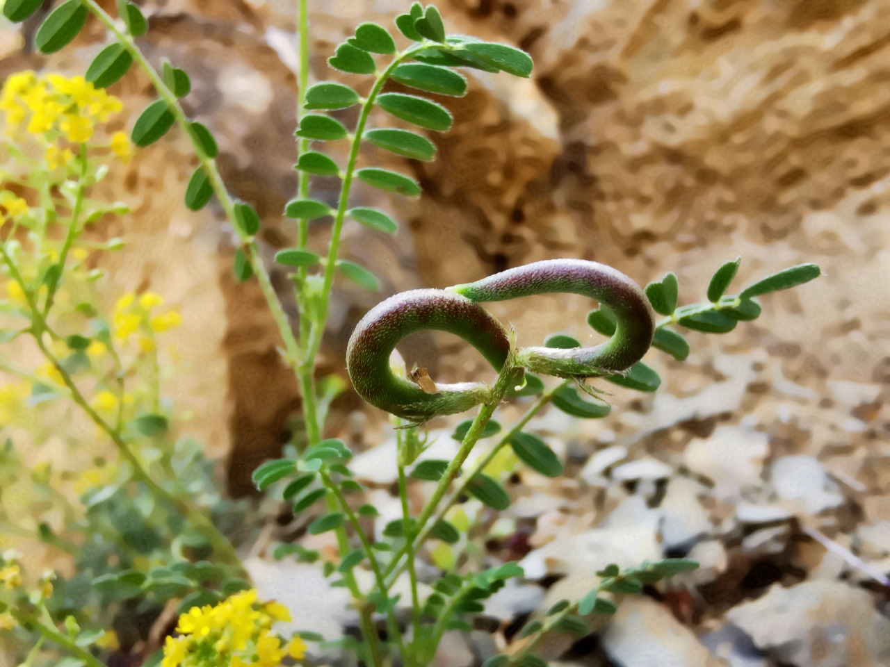 Astragalus hamosus