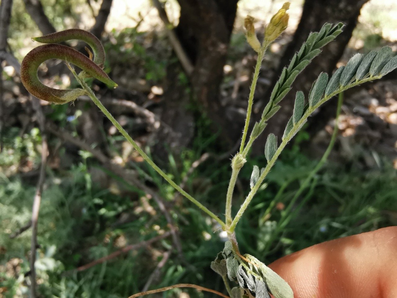 Astragalus hamosus