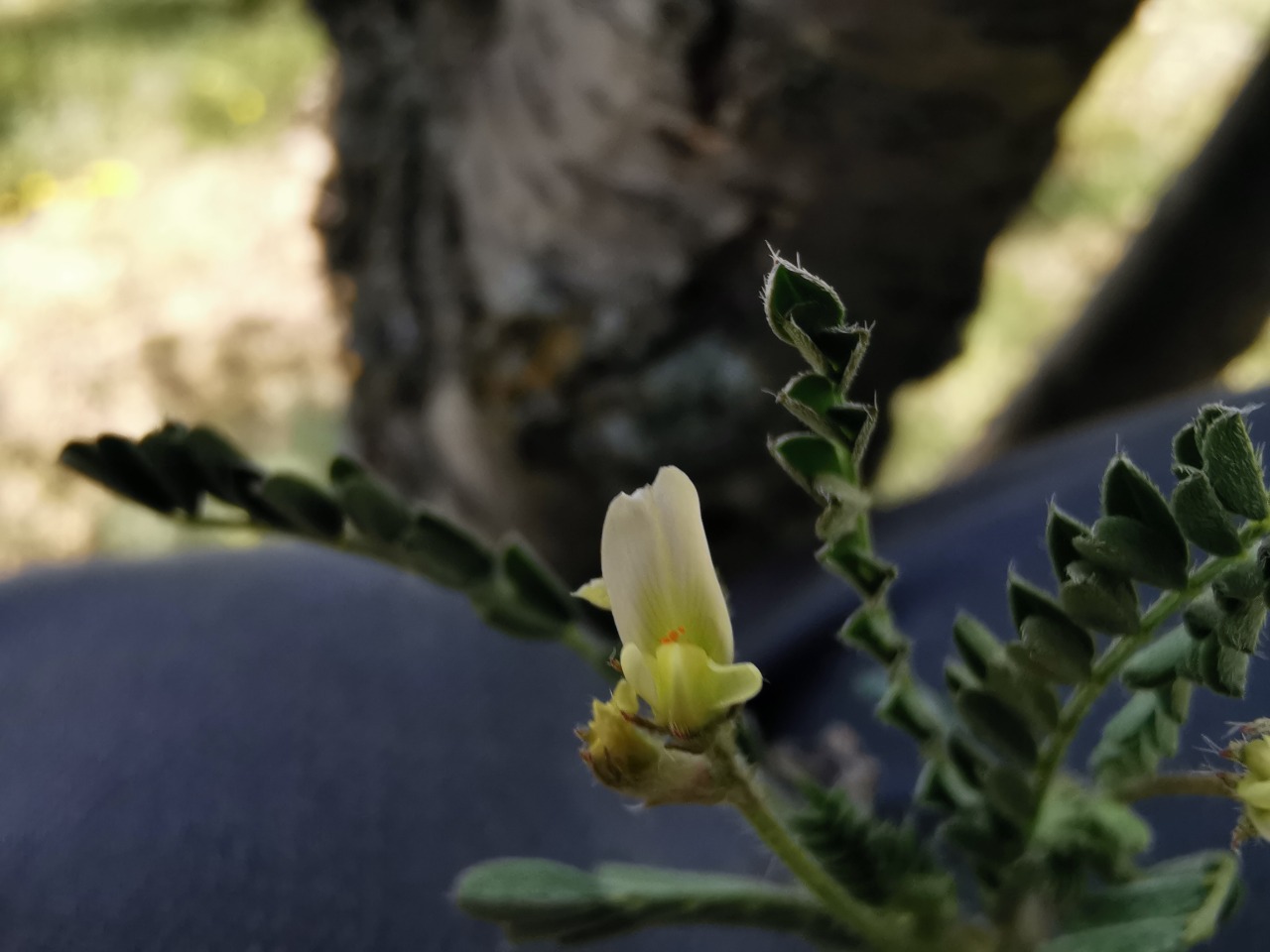 Astragalus hamosus